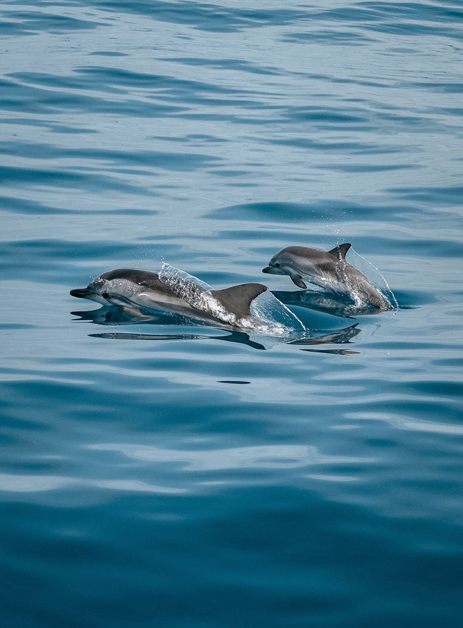 delfines-y-ballenas